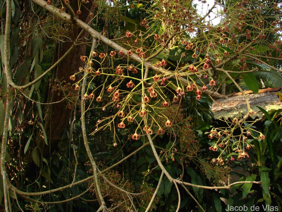 Sterculia balanghas L.